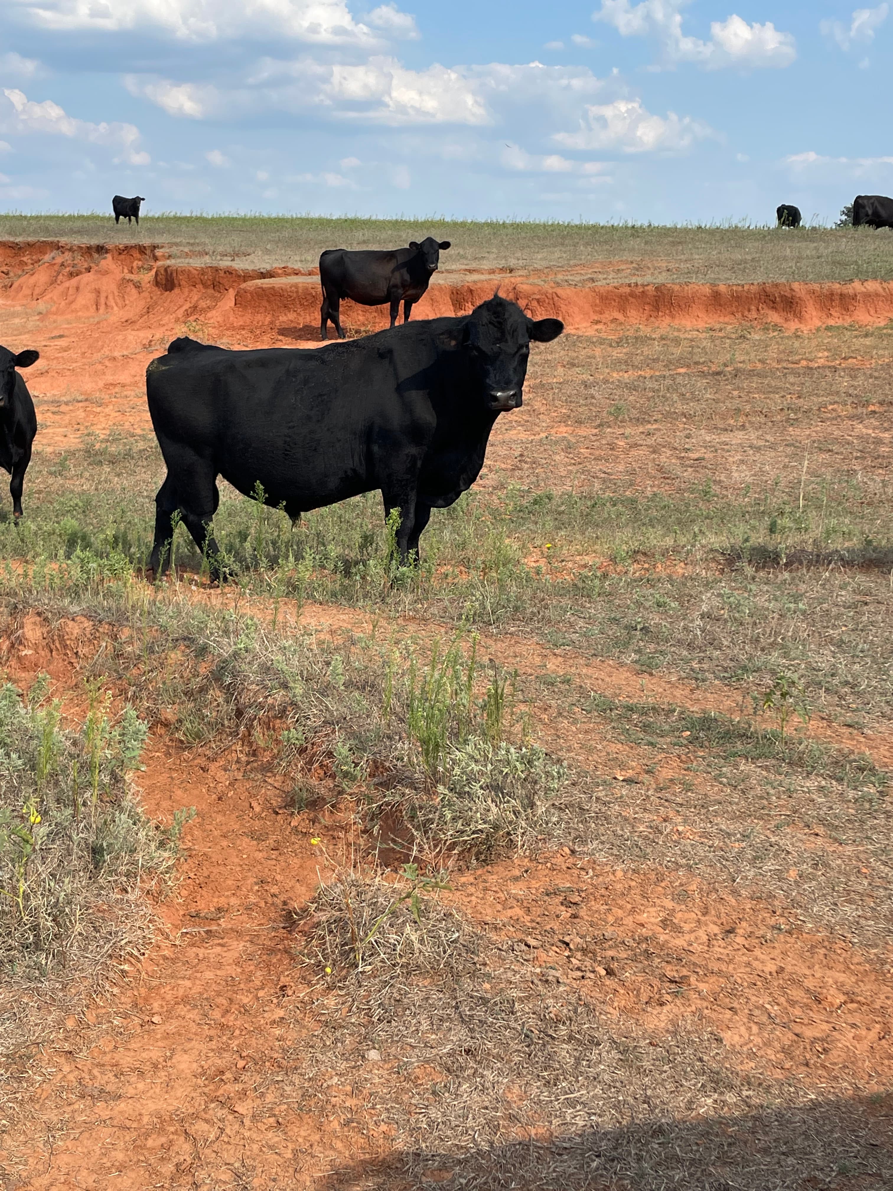 Red Tail cattle